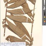Bactris acanthocarpoides Folla