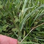 Tragopogon orientalis Blad