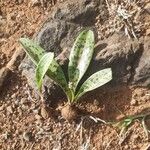 Ledebouria revoluta Leaf