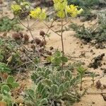 Biscutella sempervirens Лист
