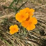 Eschscholzia caespitosa Virág