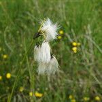 Eriophorum latifolium Vaisius