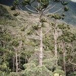 Araucaria muelleri Агульны выгляд