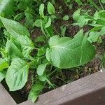 Brassica juncea Blatt