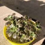 Aeonium leucoblepharum برگ