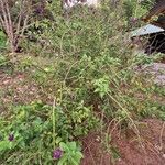 Stachytarpheta frantzii Habit