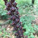 Veratrum nigrum Blüte