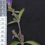 Strobilanthes tomentosa Kita