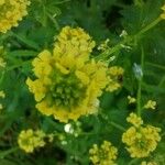 Barbarea vulgaris Flor