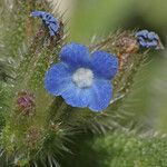 Lycopsis arvensis Floare