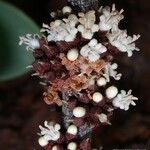 Pycnandra lissophylla Blüte