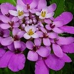 Iberis umbellata Fleur