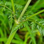 Anthriscus sylvestris 葉