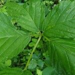 Rubus bertramii Blad