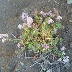 Limonium tuberculatum Hábito
