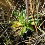 Draba jorullensis Blad