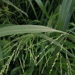 Panicum dichotomiflorum Blatt