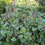 Salvia verticillata Habit