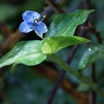 Commelina diffusa 花