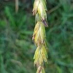 Bromus secalinus Gyümölcs