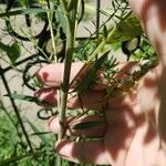 Artemisia biennis Bark