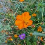 Cosmos sulphureusBlüte