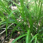 Carex intumescens Rhisgl
