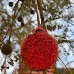 Parkia biglobosa Fruitua
