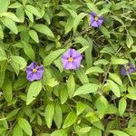 Solanum wendlandii Flor
