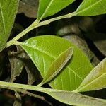 Cupania rufescens Leaf