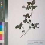 Barleria villosa Other