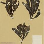 Apodocephala begueana Otro