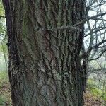 Salix × pendulina Bark