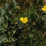 Potentilla drummondii Habit