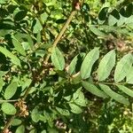 Indigofera suffruticosa ഇല