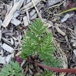 Dicentra formosa 葉