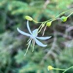 Anthericum ramosum Žiedas