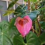 Anthurium scherzerianumLorea