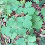 Thalictrum dioicum Folio