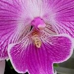 Phalaenopsis spp. Blomma