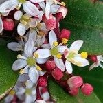 Skimmia japonica Blüte