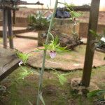 Eulophia euglossa Flower