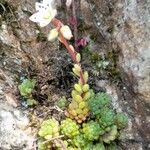 Sedum hirsutum Συνήθη χαρακτηριστικά