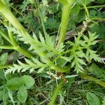Seseli peucedanoides Hoja