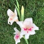 Gladiolus communisFlor