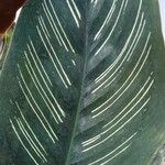 Calathea ornata Φύλλο