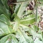 Hypochaeris glabra Leaf