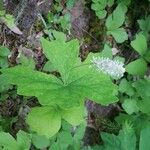 Achlys triphylla Leaf
