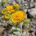 Pentanema helenioides Fiore