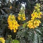 Caesalpinia echinata Flor